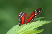 el camino a dios mariposa